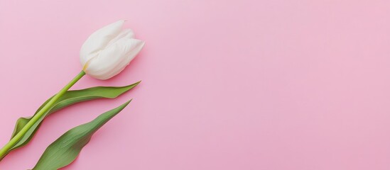 Fototapeta premium Single white tulip on soft pink backdrop symbolizing spring beauty and Mother's Day celebration elegant flat lay composition.