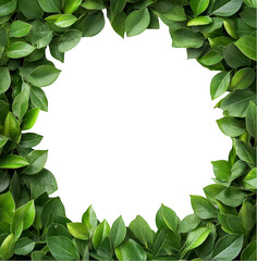 Greenery frame to enhance your nature photography and designs isolate on transparent background, cutout, png