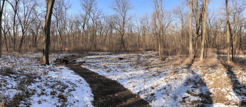 Poster snowy path winding through a serene winter forest with bare trees and shadows on the ground under a 