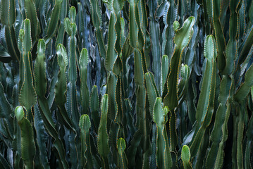 Candelabra cactus stems, cacti abstract background. Succulent of Euphorbia Canariensis or Euphorbia Eritrea, cactus-like trunks of a spurge from Canary islands, endemic plant.