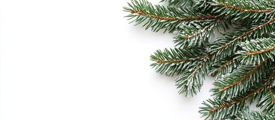 Festive conifer branches dusted with snow arranged on a white background for seasonal decoration and holiday design elements.
