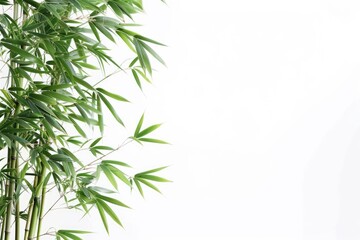 Fototapeta premium Bamboo isolated on white