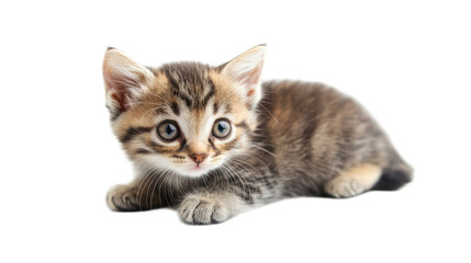 Fototapeta premium A playful kitten with striking blue eyes, lying on its stomach, showcasing its curious and adorable nature.