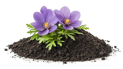 Vibrant purple flower blooming on a mound of dark dirt, closeup of natural beauty in the garden