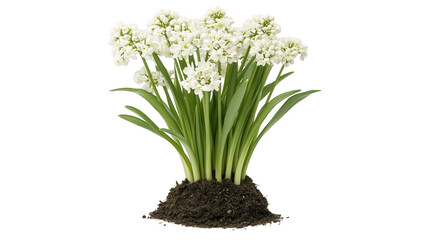 Fototapeta premium Elegant white flower blossoms in rich black soil, embraced by lush green leaves, a captivating closeup