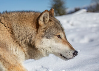 Obraz premium Tundra Wolf walking in the winter snow