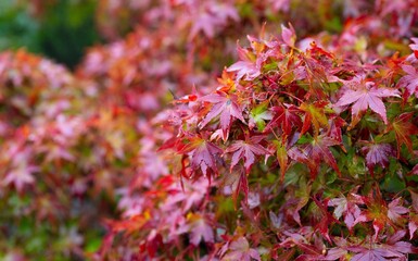 雨に濡れた紅葉（Japanese maple leaves wet in the rain）