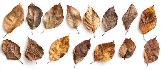 Fototapeta premium Autumn Dried Leaves Arrangement Overhead View Natural Textures on White Background