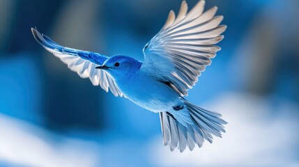 Obraz premium Azure Avian in Flight: A Captivating Portrait of a Bluebird's Graceful Soaring