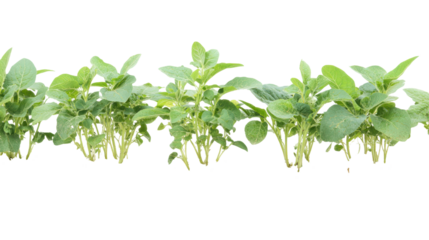 A row of healthy green soybean plants with visible roots, showcasing growth and agricultural practices.