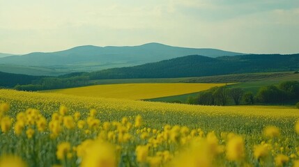Fototapeta premium Vibrant Yellow Rapeseed Field Landscape with Rolling Hills and Clear Blue Sky in Scenic Agriculture Setting