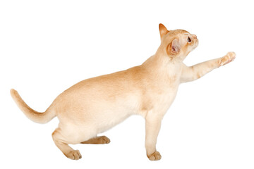 Adorable cream kitten of Burmese breed on transparent background.