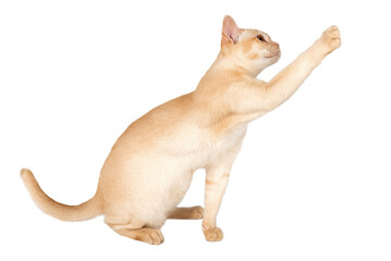 Obraz premium Adorable cream kitten of Burmese breed on transparent background.