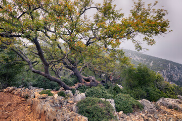 Textured tree with graphic branches among stones