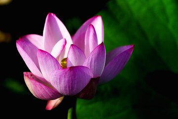 Oriental beauty: Pink lotus blooming in sunlight with green leaf