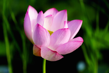 Oriental beauty: Pink lotus blooming in sunlight with green leaf