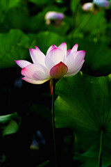 Obraz premium Oriental beauty: Pink lotus blooming in sunlight with green leaf