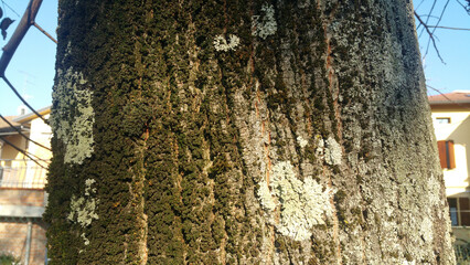 Fototapeta premium A close up view of a tree trunk that has moss growing on it