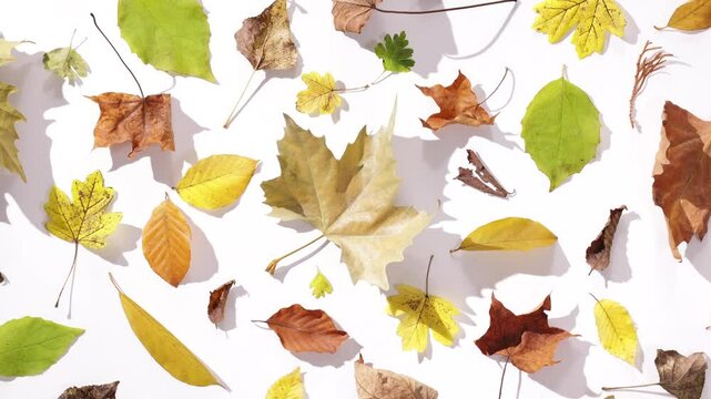 360 Rotation einer harmonische Sammlung bunter Herbstbl&auml;tter verschiedener Baumarten bei Sonnenlicht auf wei&szlig;em Hintergrund mit harten langen Schatten