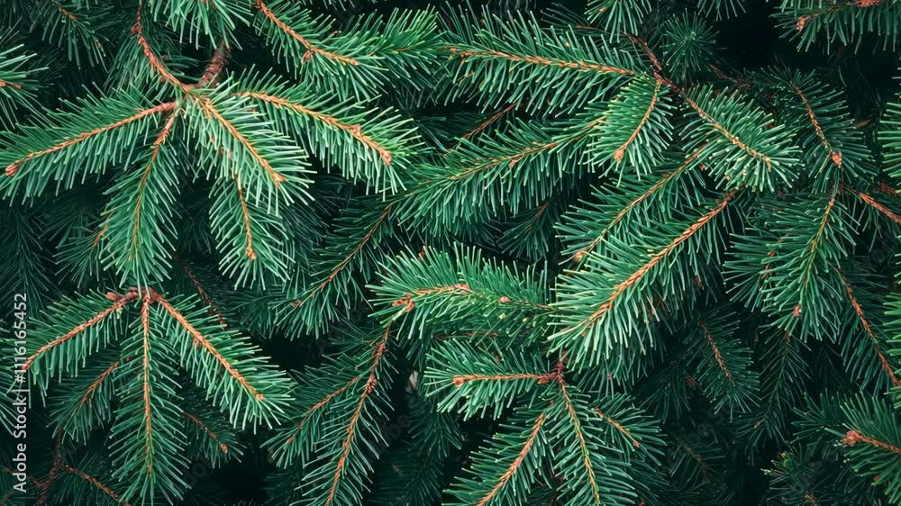Poster close-up of lush evergreen pine branches creating a rich green backdrop in a natural setting