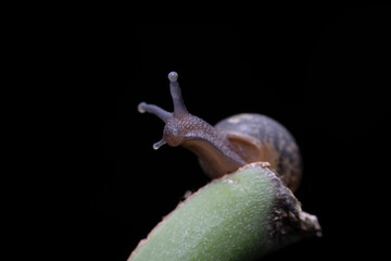 snail in the wild state