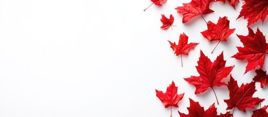 Vibrant red maple leaves arranged artistically on a clean white background creating a striking autumn-themed design.