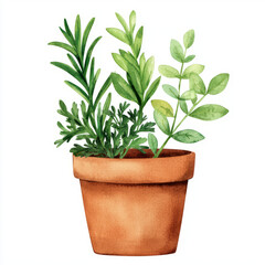 Obraz premium beautiful potted plant arrangement featuring various herbs like rosemary and mint, showcasing vibrant green leaves in terracotta pot. Perfect for home decor or gardening enthusiasts