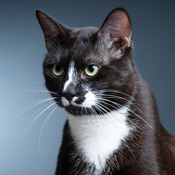 portrait of a cat in the studio