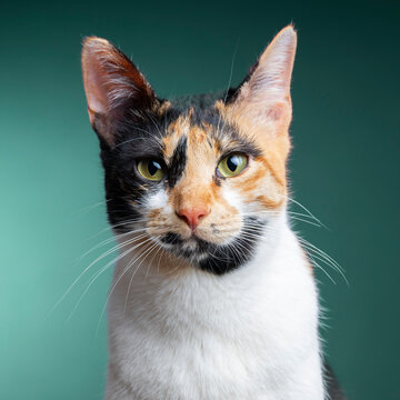 portrait of a cat in the studio