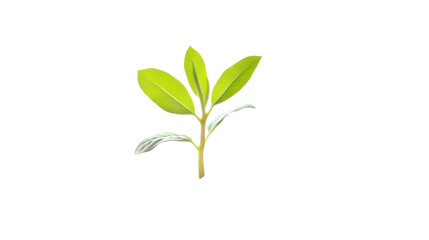 A simple illustration of a green plant with multiple leaves, symbolizing growth and nature.