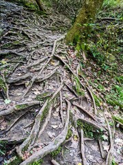 Intricate Tree Roots