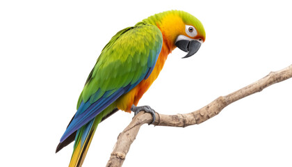 Fototapeta premium Green Parrot isolated on transparent background