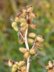 photos of thorny plants that grow spontaneously in nature.