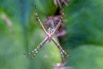 Spider Macro