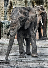 African elephant walking in its enclosure. Latin name - Loxodonta africana	