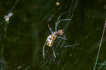 Spider Macro 