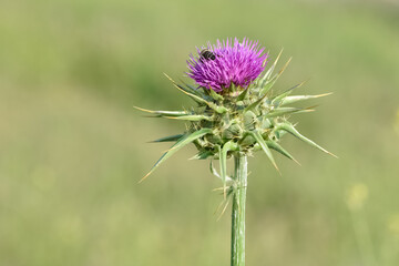 wild plants, wild thorn photos