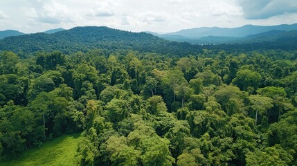 Aerial view of a stunning forest landscape captured from a drone, highlighting the beauty of the trees and natural features in the vibrant scenery, with ample copy space.