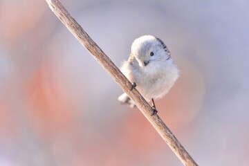 Fototapeta premium A cute long tailed tit sits on a branch in winter. Aegithalos caudatus. A titmouse with long tail