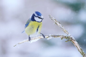 Fototapeta premium A cute blue tit sits on the branch in winter. Cyanistes caeruleus