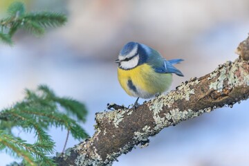 A cute blue tit sits on the branch in winter.  Cyanistes caeruleus