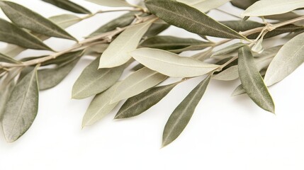 Obraz premium Dry olive leaves serve as a unique Christmas decoration. The dry olive leaves add a touch of nature, perfect for festive arrangements. Space for text or designs on a white background.