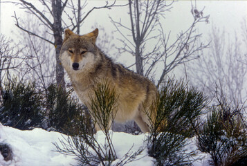 Obraz premium Loup paisible, Lozère