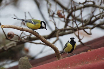 great tit near the feeder