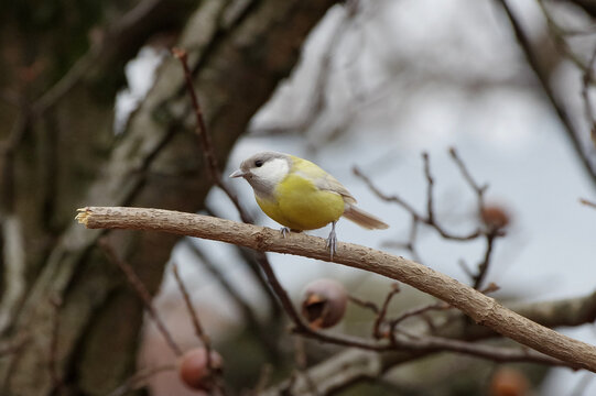 Rare case Great tit with leucism