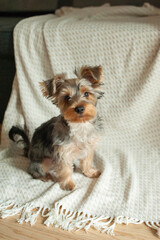 A Yorkie’s Cozy Life. Discover the charming life of this adorable Yorkshire Terrier as it lounges in a warm, sunlit apartment, patiently watching the world go by.