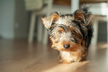 A Yorkie’s Cozy Life. Discover the charming life of this adorable Yorkshire Terrier as it lounges in a warm, sunlit apartment, patiently watching the world go by.