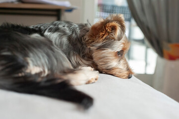 A Yorkie’s Cozy Life: Waiting by the Window for Its Best Friend. The ideal pet for those who treasure cozy, heartwarming moments at home.