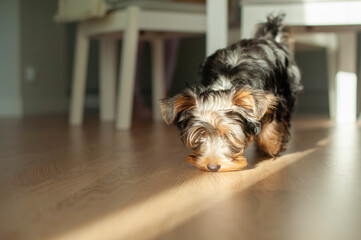 Yorkshire Terrier Puppy Exploring the Kitchen and Enjoying Its Meal. Perfect for use in pet care, lifestyle, or food-related projects. High-quality image for creative use.