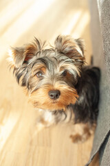 Yorkshire Terrier Puppy Exploring the Kitchen and Enjoying Its Meal. Perfect for use in pet care, lifestyle, or food-related projects. High-quality image for creative use.